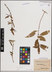 Foto von Salix fragilis L.
